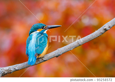 Ruri-colored popular kingfisher 93258572