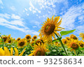 Blue sky and sunflower field 93258634