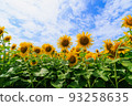 Sunflower field in full bloom 93258635