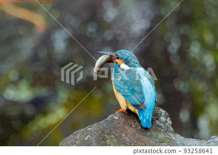 Ruri-colored popular kingfisher 93258641
