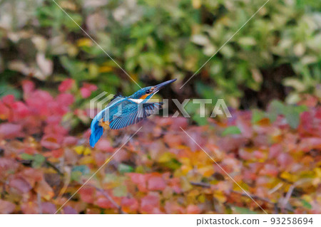 Ruri-colored popular kingfisher 93258694