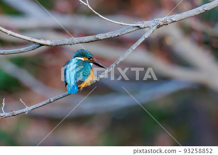 Ruri-colored popular kingfisher 93258852