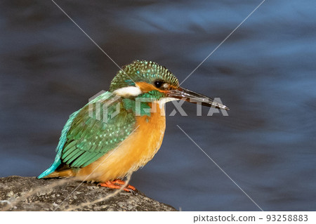 Ruri-colored popular kingfisher Ruri-colored popular kingfisher 93258883
