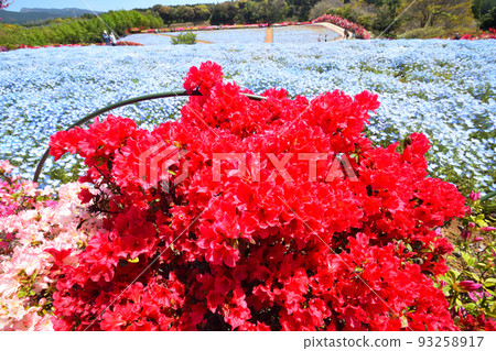 Azalea, nemophila Azalea, nemophila 93258917