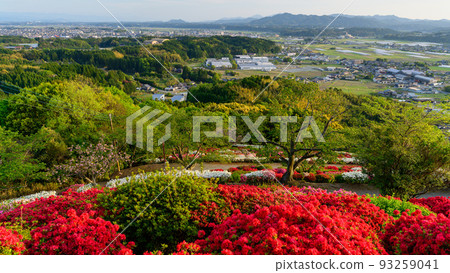 日輪寺杜鵑公園“沐浴在日落陽光下的城市景觀和杜鵑公園景觀” 旅遊景點：日輪寺杜鵑公園 93259041
