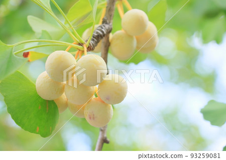 Bell-shaped ginkgo berries with blue fruit A premonition of autumn 93259081