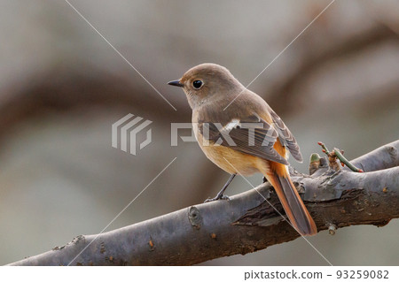 Adorable winter bird Daurian Redstart female 93259082