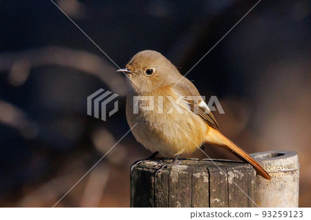 可愛的冬鳥 Daurian Redstart 女性 93259123