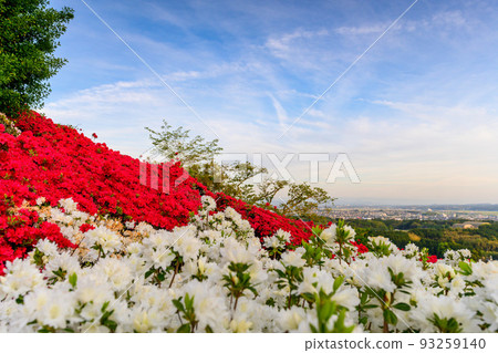 日輪寺杜鵑花公園“沐浴在夕陽下的杜鵑花景觀” 旅遊景點:日輪寺杜鵑花公園 日輪寺杜鵑花公園“沐浴在夕陽下的杜鵑花景觀” 旅遊景點:日輪寺杜鵑花公園 93259140