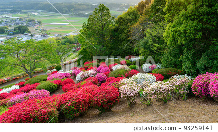 日輪寺杜鵑花公園“從山頂看到的城市和杜鵑花公園”旅遊景點:日輪寺杜鵑花公園 日輪寺杜鵑花公園“從山頂看到的城市和杜鵑花公園”旅遊景點:日輪寺杜鵑花公園 93259141