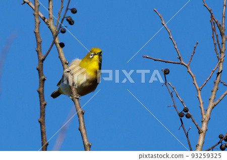 鳥的白眼睛，綠色的身體，戴著白眼鏡，被誤認為是鶯 93259325