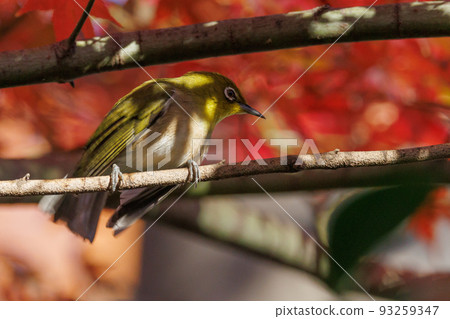 鳥的白眼睛，綠色的身體，戴著白眼鏡，被誤認為是鶯 93259347