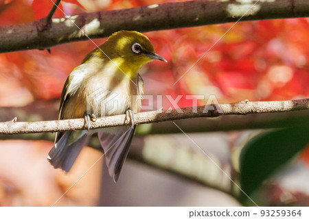 鳥的白眼睛，綠色的身體，戴著白眼鏡，被誤認為是鶯 93259364