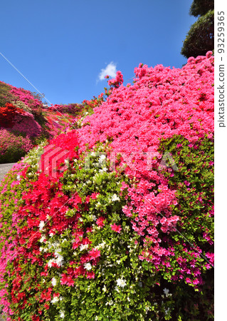 映山紅 93259365