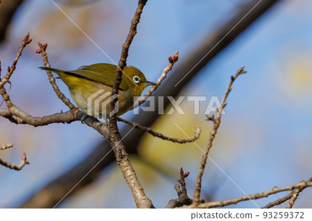 鳥的白眼睛,綠色的身體,戴著白眼鏡,被誤認為是鶯 鳥的白眼睛,綠色的身體,戴著白眼鏡,被誤認為是鶯 93259372
