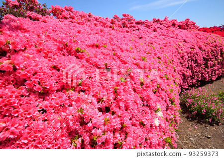 映山紅 93259373