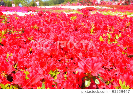映山紅 映山紅 93259447