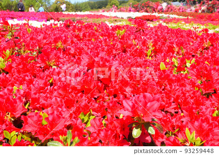 映山紅 93259448