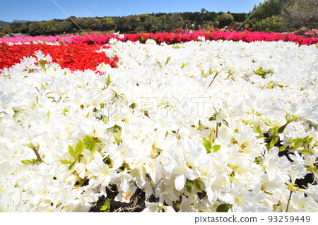 映山紅 93259449