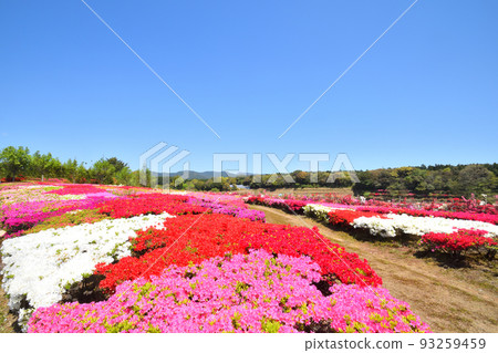 映山紅 映山紅 93259459