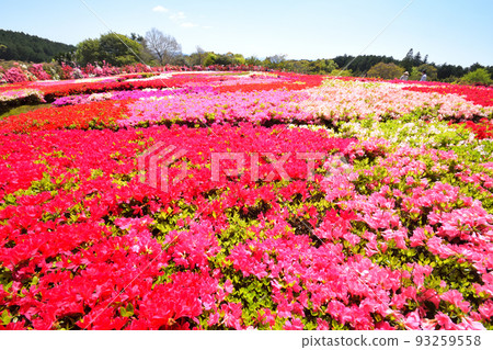 映山紅 93259558