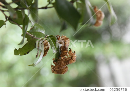 Empty cicadas, cicadas 93259756