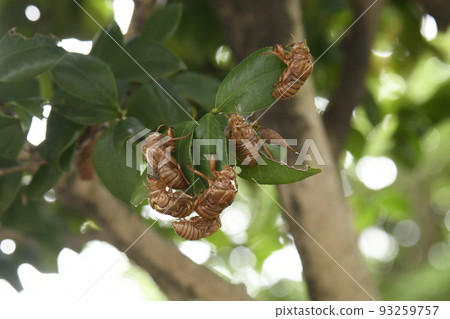 Empty cicadas, cicadas 93259757