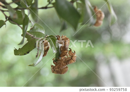 Empty cicadas, cicadas 93259758