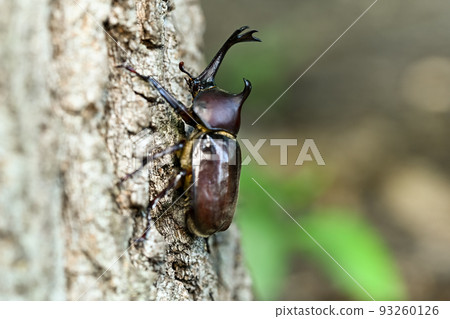 Beetle 93260126