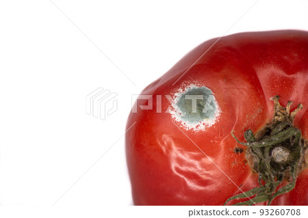 Green mold on a red tomato vegetables close-up on a white background Green mold on a red tomato vegetables close-up on a white background 93260708