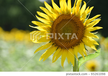 盛夏的向日葵田 93261098