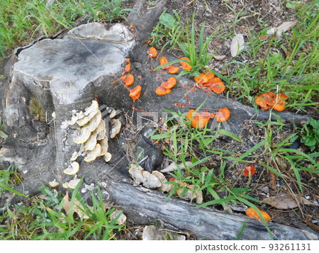 A fungus and a fungus growing on a stump 93261131
