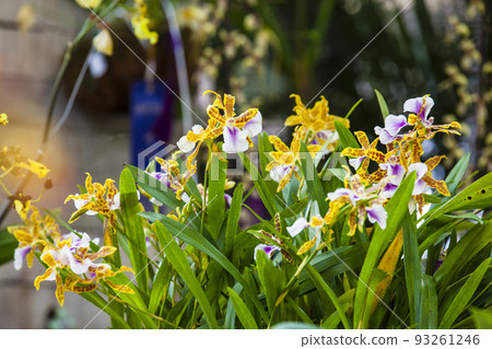 Close up of one of the beautiful Colombian orchid Close up of one of the beautiful Colombian orchid 93261246