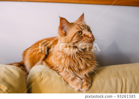 Beautiful red big cat Maine Coon sits at home 93261385