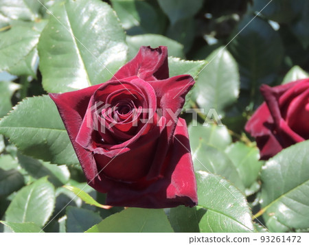 Velvety black rose, Black Baccarat 93261472