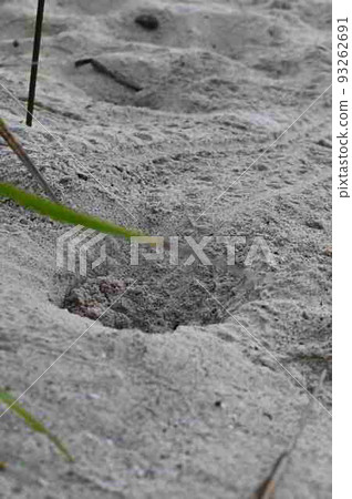 Sandy beach where sea turtles escaped (Amami Oshima) Sandy beach where sea turtles escaped (Amami Oshima) 93262691