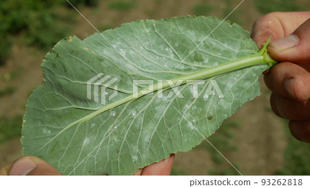 Whitefly Aleyrodes proletella pest cauliflower harmful adults larvae on the underside of the leaf plant. Problem of farm and agricultural cultivation planting of crops in Europe farming agriculture 93262818