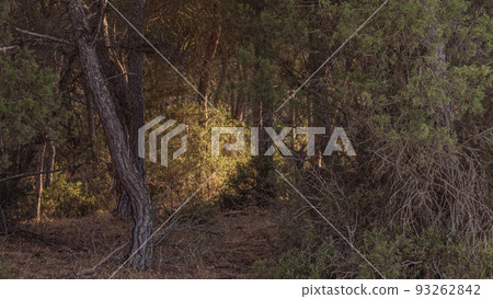 Donana National Park in Spain A UNESCO World Heritage Site 93262842