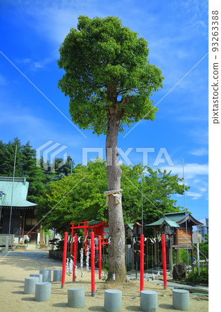 [Hiroshima Prefecture] Sacred tree of Oyama Shrine in sunny weather (Innoshima) 93263388