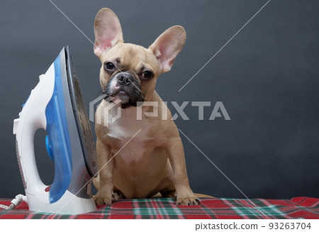A small beige puppy of French bulldog breed dog with funny muzzle sits next to a blue electric iron nearby a black background and looking to the camera. No people photo. A small beige puppy of French bulldog breed dog with funny muzzle sits next to a blue electric iron nearby a black background and looking to the camera. No people photo. 93263704