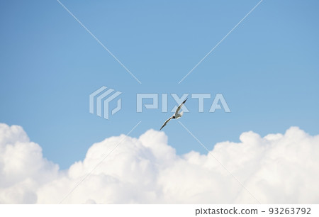 Amazing view of a lonely bird with white and grey plumage flying alone in an open blue sky with white fluffy clouds with silver coloured sky waiting for another birds. Nature view photo. No people. Amazing view of a lonely bird with white and grey plumage flying alone in an open blue sky with white fluffy clouds with silver coloured sky waiting for another birds. Nature view photo. No people. 93263792