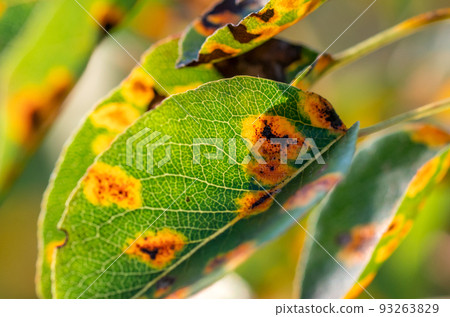 affected by the fungal disease Gymnosporangium sabinae pear 93263829