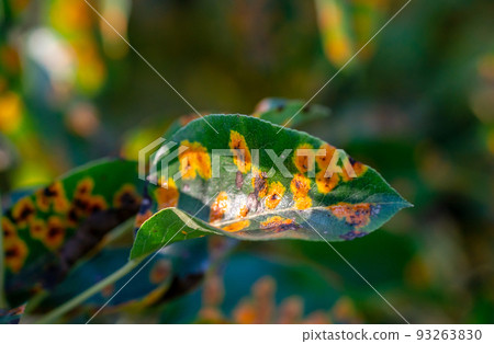 affected by the fungal disease Gymnosporangium sabinae pear 93263830