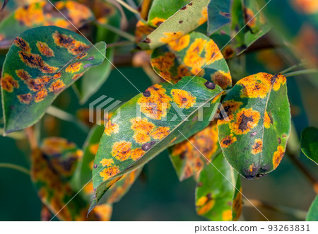 affected by the fungal disease Gymnosporangium sabinae pear 93263831
