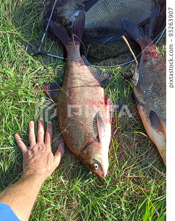 breams on green grass. Successful fishing rich catch 93263907
