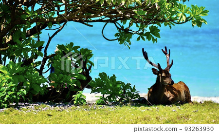 A kerama deer sitting under a cusatobera A kerama deer sitting under a cusatobera 93263930