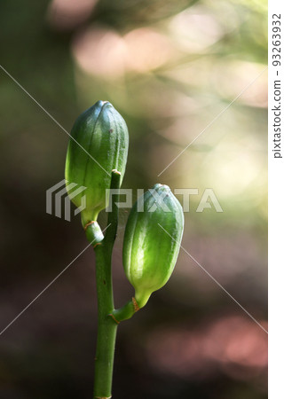 Bud of Uba Lily 93263932