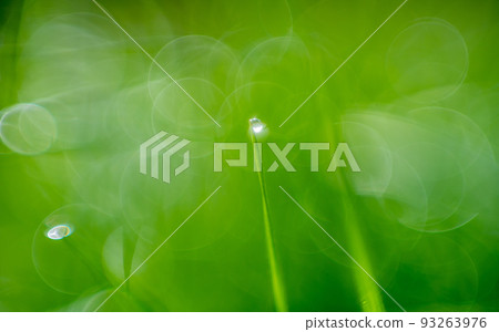 Green juicy grass on a summer meadow in water drops after a summer rain, macro photography Green juicy grass on a summer meadow in water drops after a summer rain, macro photography 93263976