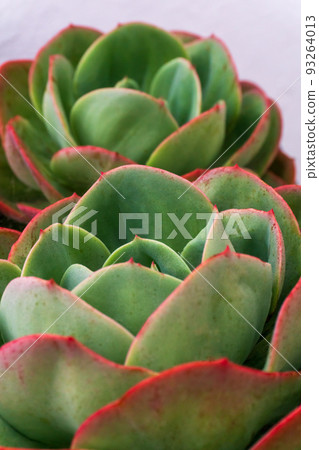 Multicolored red - green rosettes of succulents Multicolored red - green rosettes of succulents 93264013
