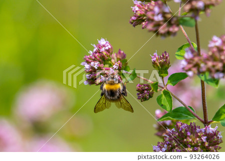 A shaggy bumblebee pollinates a flowering oregano A shaggy bumblebee pollinates a flowering oregano 93264026